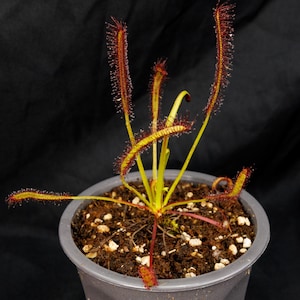 SEEDS - Drosera capensis &quot;narrow leaf&quot; - Cape Sundew - Carnivorous Plant