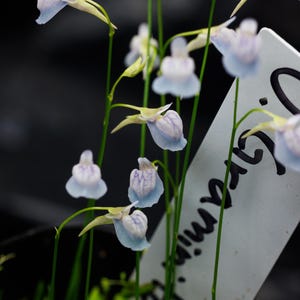 Utricularia graminifolia - Amphibious Bladderwort - Carnivorous Plant