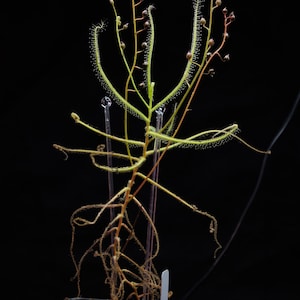 SEEDS - Drosera finlaysoniana - Tropical Sundew - Carnivorous Plant