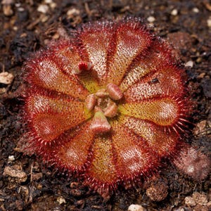 May include: A close-up of a sundew plant, a carnivorous plant with reddish-orange leaves and a central cluster. The leaves are covered in tiny, hair-like structures. The plant is surrounded by dark soil.