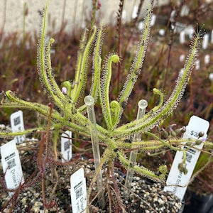 SEEDS - Drosera finlaysoniana - Tropical Sundew - Carnivorous Plant