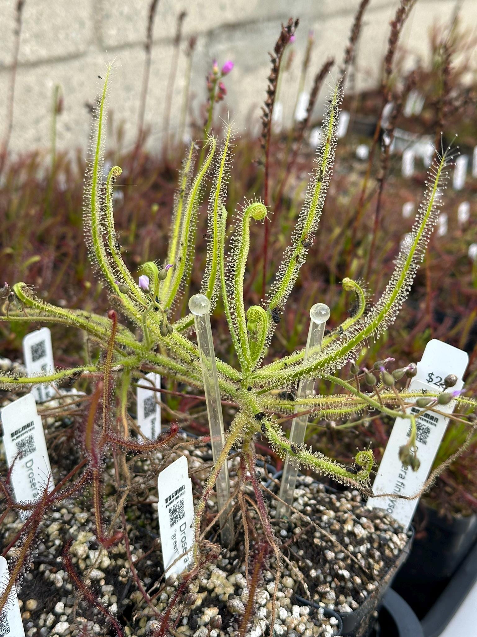 SEEDS - Drosera Finlaysoniana - Tropical Sundew - Carnivorous