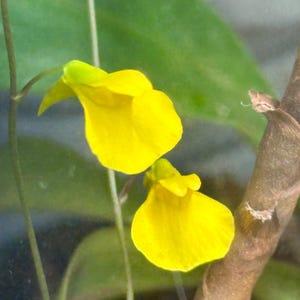 Utricularia prehensilis - Terrestrial Bladderwort - Carnivorous Plant