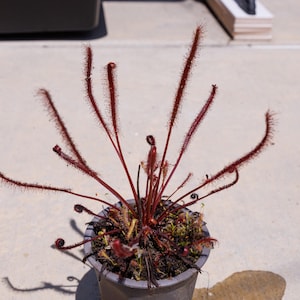 SEEDS - Drosera capensis &quot;red&quot; - Red Cape Sundew - Carnivorous Plant
