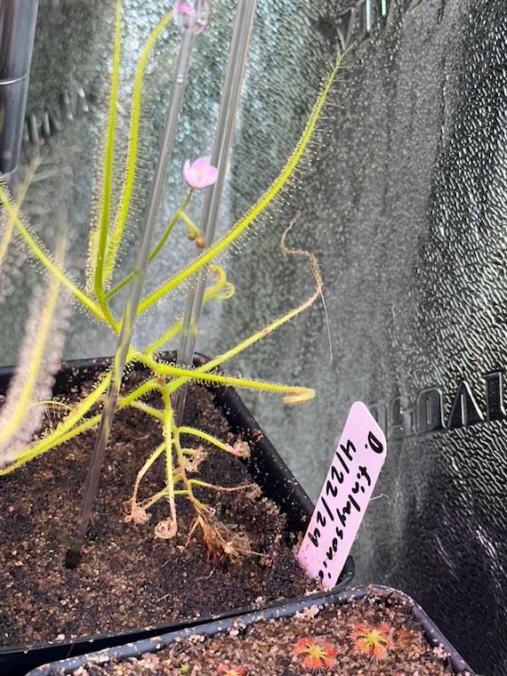 SEEDS - Drosera Finlaysoniana - Tropical Sundew - Carnivorous
