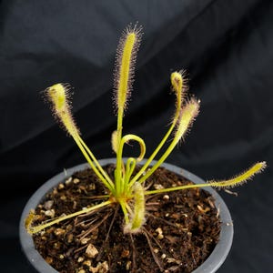 SEEDS - Drosera capensis &quot;albino&quot; - Cape Sundew - Carnivorous Plant