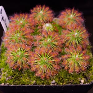 May include: A close-up of a potted carnivorous plant, likely a sundew, with multiple rosettes. The plant features green stems and leaves covered in red, glistening, sticky tentacles. The pot is filled with green moss.