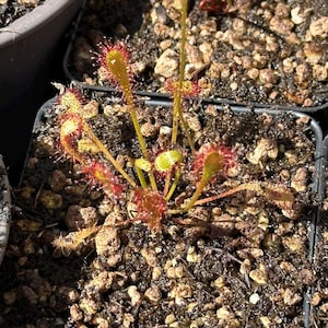 SEEDS - Drosera nidiformis (Pietermaritzburg, South Africa) - Subtropical Sundew - Carnivorous Plant