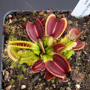 May include: A close-up of a Venus flytrap plant in a black plastic pot. The plant has vibrant red, green, and yellow leaves. The plant is surrounded by soil and small green plants. A white tag is visible.