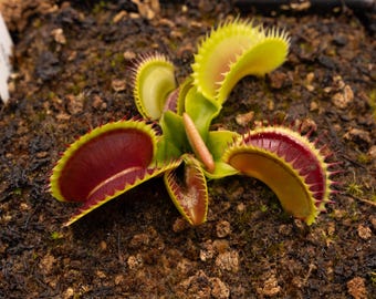 Venus Flytrap "Big Dracula" - Giant, Dentate Traps - Carnivorous Plant