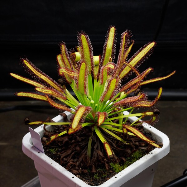 Drosera x 'Lotus Eater' - Giant Sundew - Carnivorous Plant