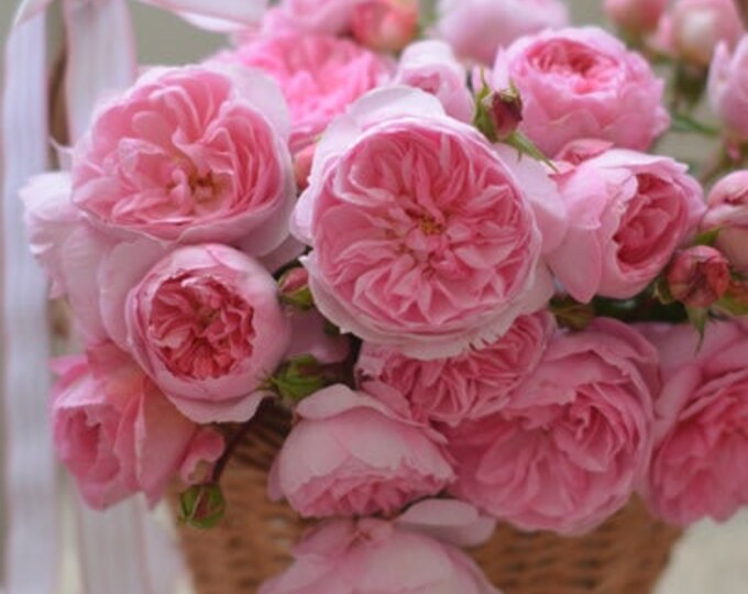 Rose Plant ruban 丝带 リュバン Etsy