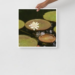 Illustration de nénuphar, illustration de nénuphar, grenouille Lilypad, cadeau de grenouilles d’amour, affiche de nénuphar, impression d’art d’étang vert, décoration murale de lys blanc