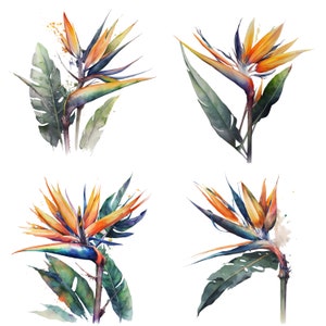 Watercolor Strelitzia, Strelitzia Clipart, Watercolor Flower Print, Wedding Flowers Sublimation,Flower PNG, Bird of pardise flower