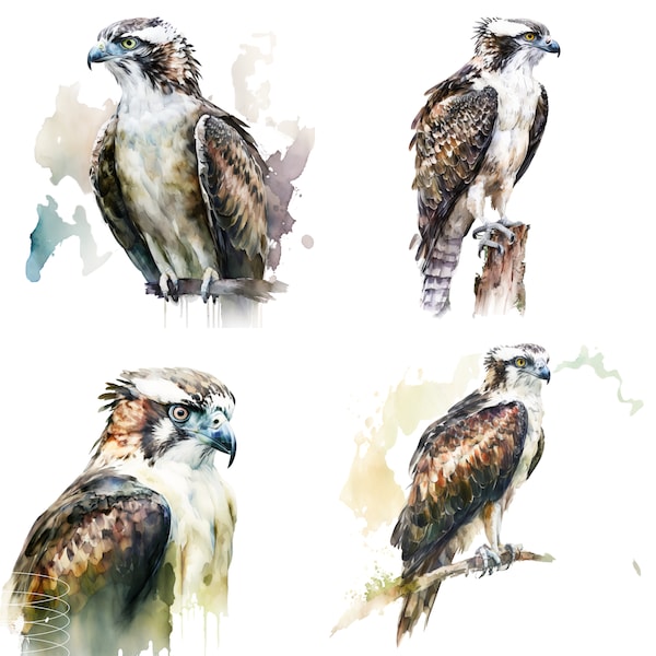 Osprey Watercolor, Digital Downloads, Osprey Clipart, Osprey PNG, Osprey wall art, Osprey prints, Sublimation