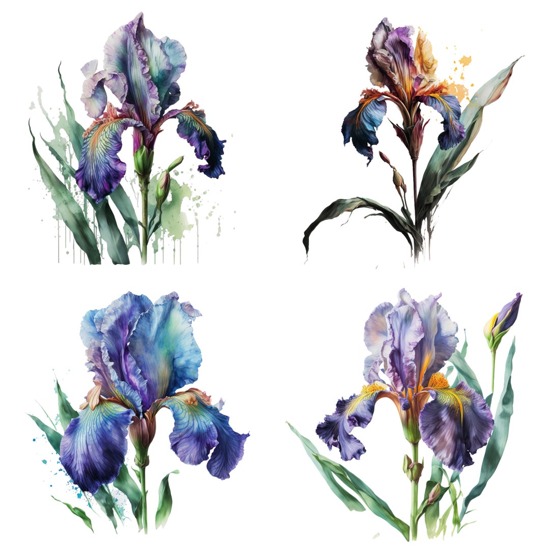 Iris In LOS ANGELES, CA | Bel Air Flowers