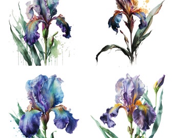Iris Watercolor, Valentines Card, Iris Clipart, Iris PNG, Iris wall art, Watercolor Iris, Valentines day card, Valentines svg