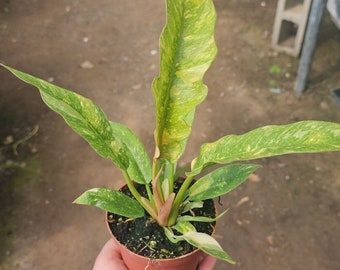 Philodendron Ring of Fire | Rare Philodendron | 4in pot