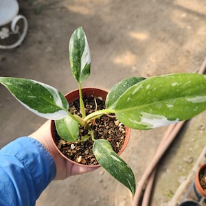 White Princess Philodendron | 4in pot