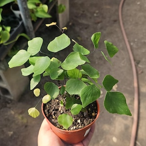 May include: A small potted maidenhair fern with vibrant green, fan-shaped leaves. The plant is in a round, brown plastic pot, held in a person's hand. Other plants are visible in the background, suggesting a nursery or greenhouse setting.