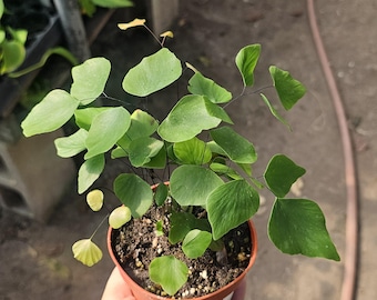 Maidenhair Silver Dollar Fern | Adiantum Peruvianum | 4in pot