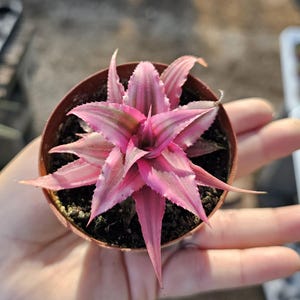 May include: A small potted plant with vibrant pink and green leaves. The plant is in a brown plastic pot, held in a person's hand. The leaves have a star-like shape, with a mix of pink and green hues.