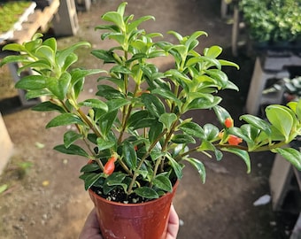 Goldfish Christmas Holly | Goldfish Hybrid Plant | Nematanthus hybrid | 2in pot | 4in pot