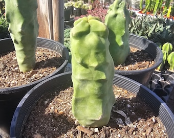 Totem Pole Cactus | Rare Cactus | Rooted Cactus