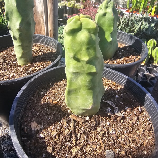 Totem Pole Cactus | Rare Cactus | Rooted Cactus