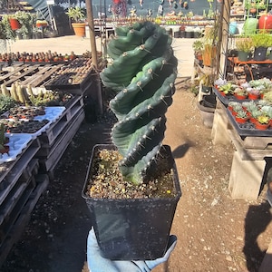 Spiral Cactus | 1gal pot | Cereus Forbesii Spiralis | Rare Cactus | Rooted Cactus