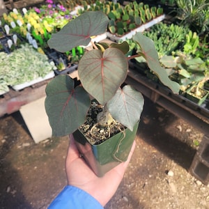 Ficus petiolaris fig rock | rare ficus |  Red Veins 'Rock Fig' Rare Fig Tree | 4in pot
