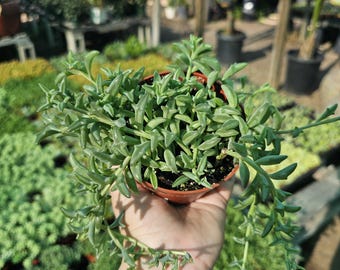 String of Dolphins  | 2in pot | 4in pot