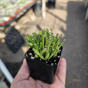 May include: A small green succulent plant with white spots growing in a black square pot. The plant is being held in a person's hand.