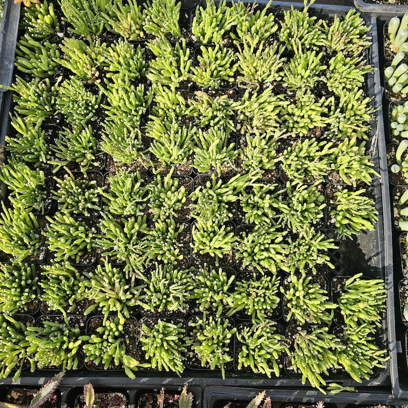 Dancing Bones Hatiora Salicornioides 2in Pot Etsy