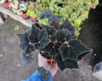 Begonia Black Velvet | Begonia bowerae ‘Black Velvet’ | 4-Inch Pot | Fuzzy Leaf Begonia | Easy Indoor Plant