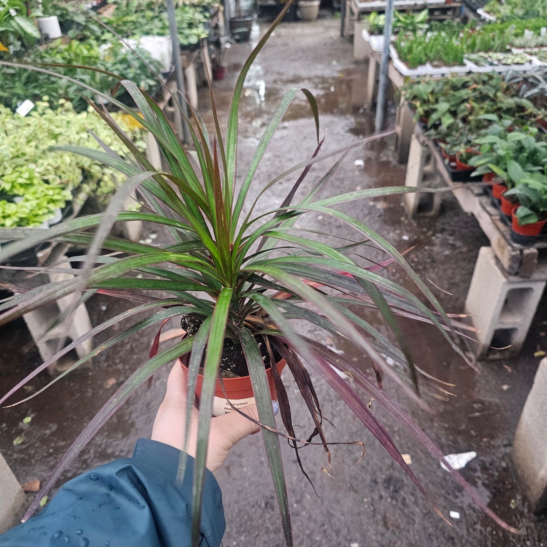 Dracaena Marginata Magenta 4in Pot Etsy dracaena-marginata-magenta-4in-pot-etsy