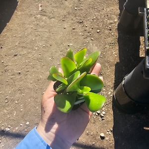 Crassula ovata | Jade Plant | 2in pot