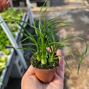 May include: A small potted plant with vibrant green, slender leaves. The plant is held in a small, brown plastic pot. The leaves arch gracefully, creating a delicate and appealing aesthetic. The plant is likely a houseplant or small garden plant.