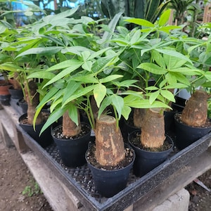 May include: A collection of Money Tree plants in black pots. The plants have thick, brown trunks and vibrant green, multi-lobed leaves. The plants are arranged on a black tray, with a greenhouse background.