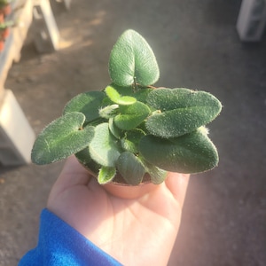Heart leaf fern 2in and 4in pot