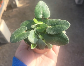 Heart leaf fern 2in and 4in pot