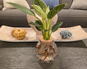 May include: A small, clear glass terrarium with a cork stopper holds a green and white plant. The plant's roots are visible in the water. The terrarium sits on a dark surface, with decorative items in the background.