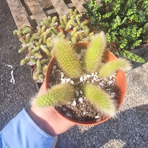 Monkey Tail Cactus | 4in pot | 2in pot
