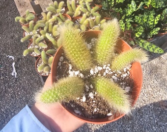 Monkey Tail Cactus | 4in pot | 2in pot