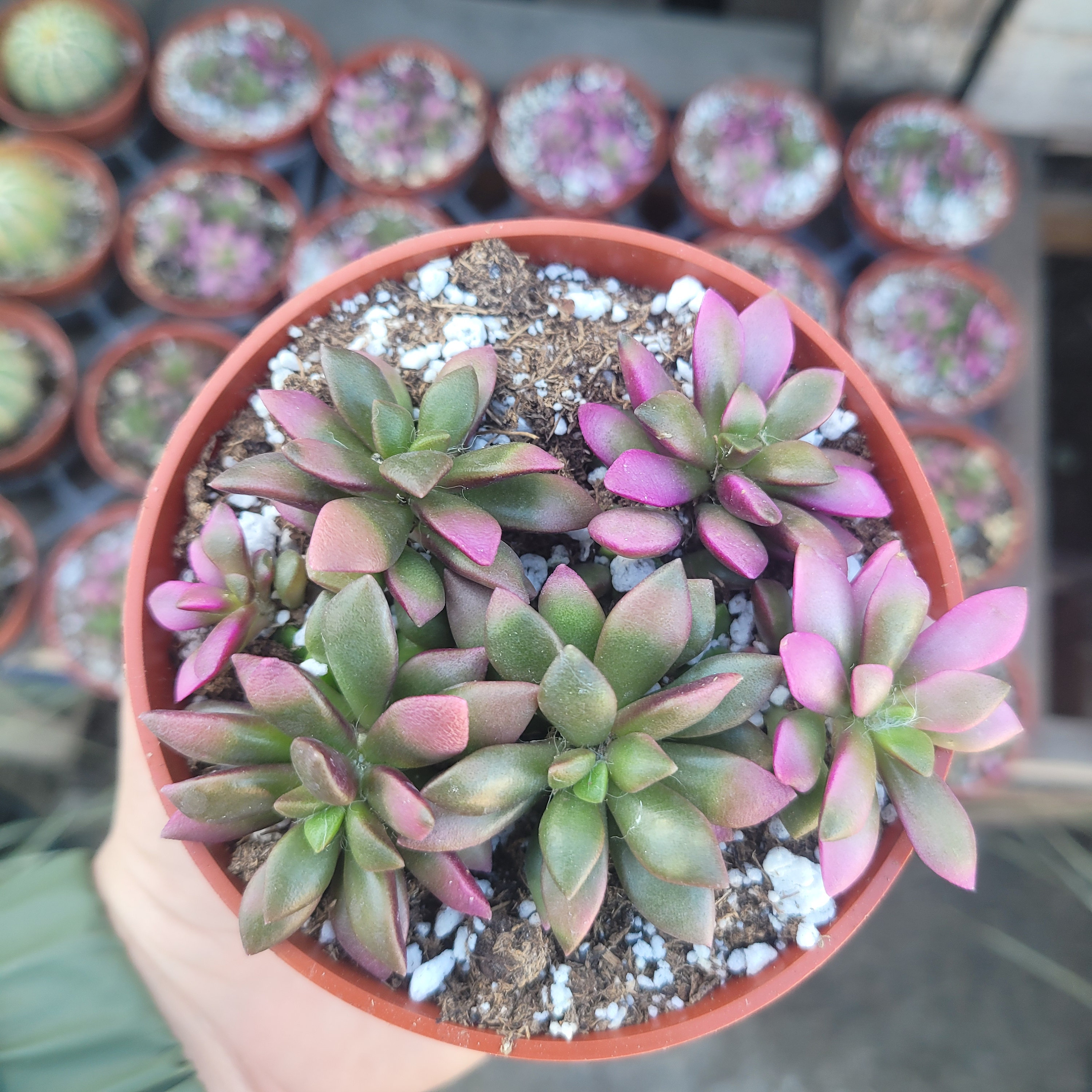 succulent graptopetalum Real Live Succulent Cactus Plant : Graptopetalum amethystinum (Rose) Walther main image 0