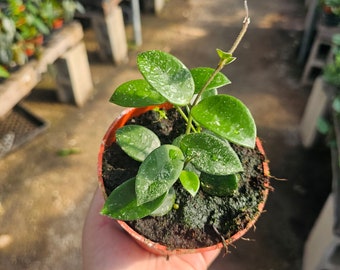 Hoya Mathilde | Live Houseplant | 4in pot | hoya cuttings