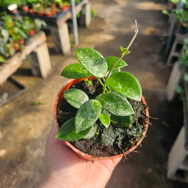 Hoya Mathilde | Live Houseplant | 4in pot | hoya cuttings