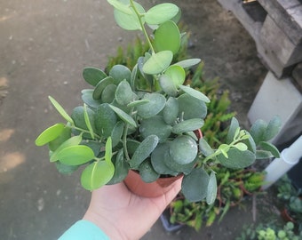 Silver Dollar Plant | Xerosicyos Danguyi | 4in pot | Cuttings | String of Coins | Silver Dollar Succulent