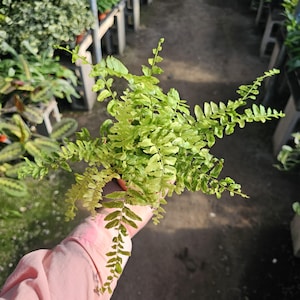 Tiger Spot Fern | Boston Nephrolepis exaltata |  Variegata Fern | Tiger Stripe Fern | 4in pot