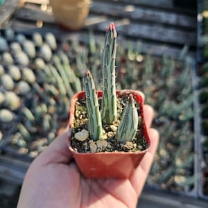 Pickle Plant | 2in | 4in
